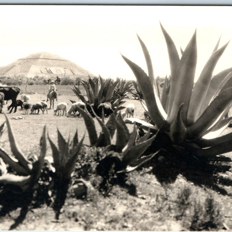 c1940s Teotihuacan Mexico RPPC Agave Farm Ancient Pre-Aztec Ruin Real Photo A141