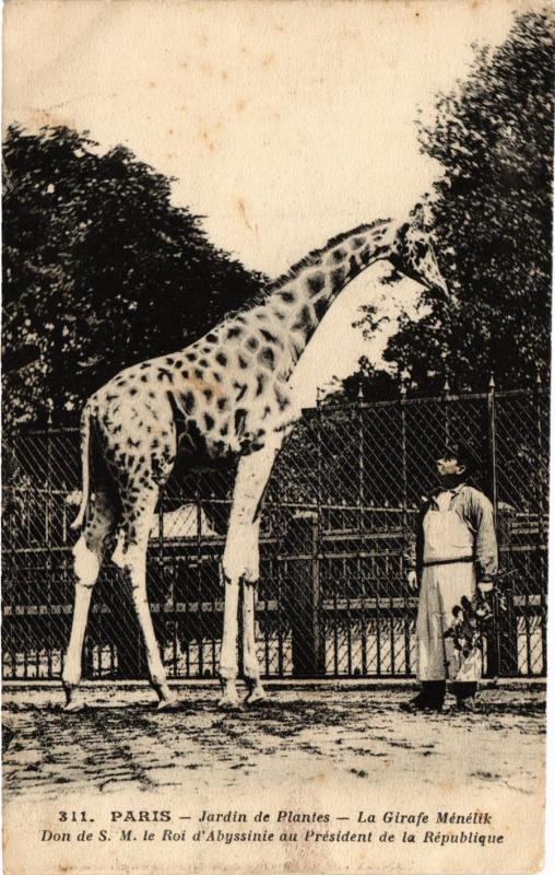 CPA Paris 5e-Jardin des Plantes-La Girafe Ménélik (324405)