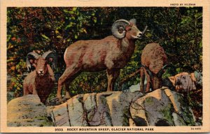 Rocky Mountain Sheep Glacier National Park Montana Postcard Photo by Hileman