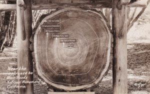 California Muir Woods National Monument Cross Cut Section Of Redwood Tree Rea...