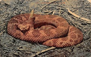Rattle Snake Reptile 1911 