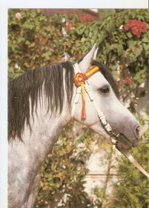 Postal 043427 : El caballo en Andalucia