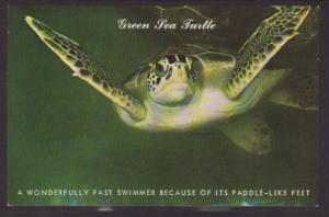 Green Sea Turtle Postcard 