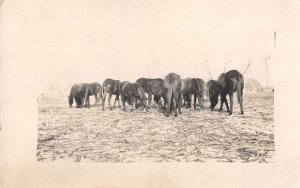 Nickerson Kansas Ranch Scene Horses Real Photo Postcard AA27653