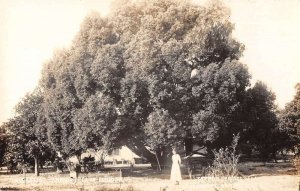 Tarpon Springs Florida Largest Camphor Tree Real Photo Vintage Postcard AA23183