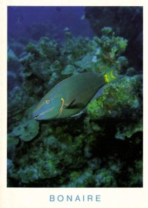 bonaire, N.A., Stoplight Parrotfish at Angel City (1990s) Postcard