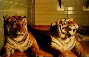 Tigers Bengal Tigers At New Milwaukee County Zoological Gardens Milwaukee Wis...