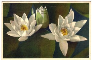 Nymphaea Alba, White Water Lily, Alfred Mainzer, Used 1947