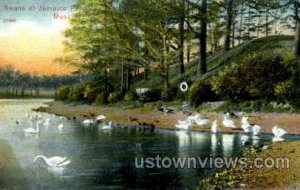 Swans, Jamaica Pond - Jamaica Plain, Massachusetts MA