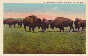 Buffaloes In The State Park Black Hills South Dakota Curteich