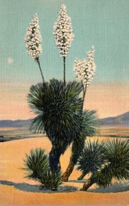 Cactus Desert Yucca In Bloom Curteich
