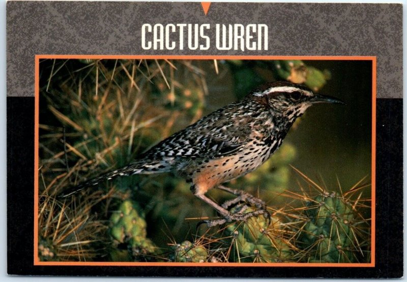 Postcard - Cactus Wren - Arizona