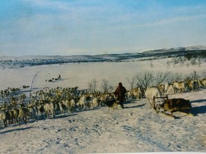 Vintage Postcard Shepherd Herding his Reindeer on a Mountain Plateau Norway 1970