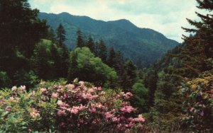 Vintage Postcard Scene From Transmountain Highway U.S. 441 Great Smoky Mountains