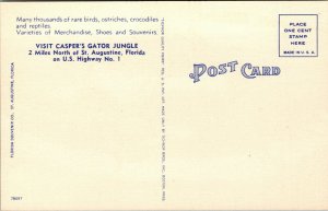 Vtg 1940s Young Baby Alligators at Caspers Gator Jungle St Augustine FL Postcard