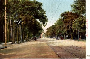 Detroit, Michigan - Horse and Buggy on tree-lined Jefferson Avenue - c1905