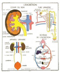 Excretory System Urine Urination Defecation School Wall Chart Postcard