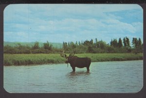 Bull Moose in a Mountain Stream - Chrome
