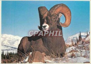 Modern Postcard Rocky Mountain Big Horn Sheep