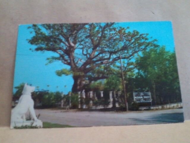 Florida FL Clearwater Kapok Tree Inn North Haines Road Route 593 just N of Gulf