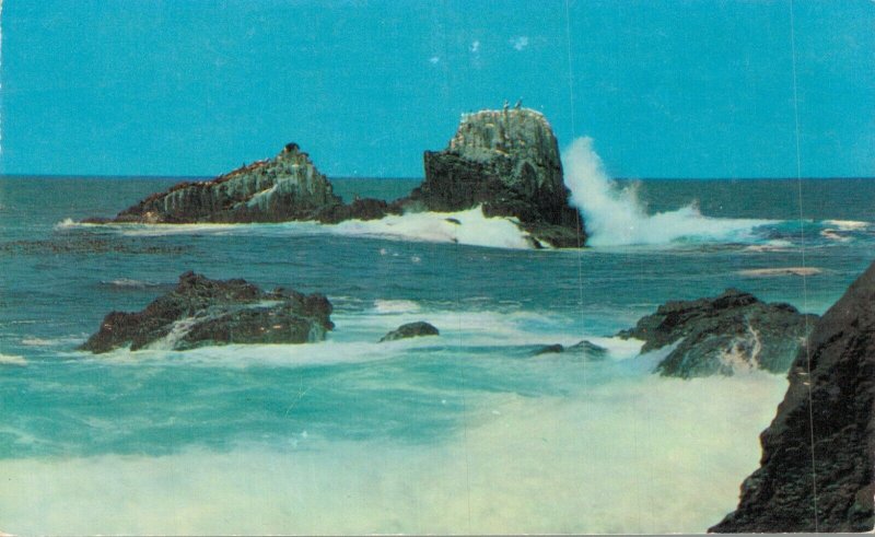 USA Seal and Bird Rocks Laguna Beach California Vintage Postcard 07.58