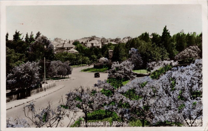 Jacaranda in Bloom South Africa Suid Afrika Pilot Stamp RPPC Postcard E82