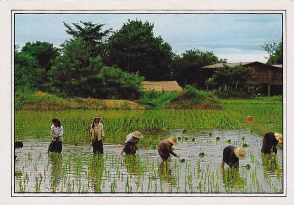 Thailand Thai Farmers Transplanting Seedlings