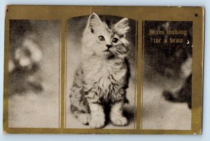 Greenfield Iowa IA Postcard Haired Cat Kitten I Am Looking For A Beau c1910's