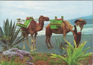 Spain Postcard - Puerto De La Cruz, Tenerife, Camels of The Beach  RR18353