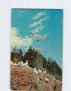 Postcard Gannets, Bonaventure Island, Percé, Canada