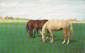 Horses In Pasture Greetings From Caledonia New York