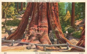 Vintage Postcard General Grant National Park Tennessee Unusual Tree California