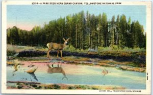 Postcard - A Park Deer Near Grand Canyon, Yellowstone National Park, Wyoming USA