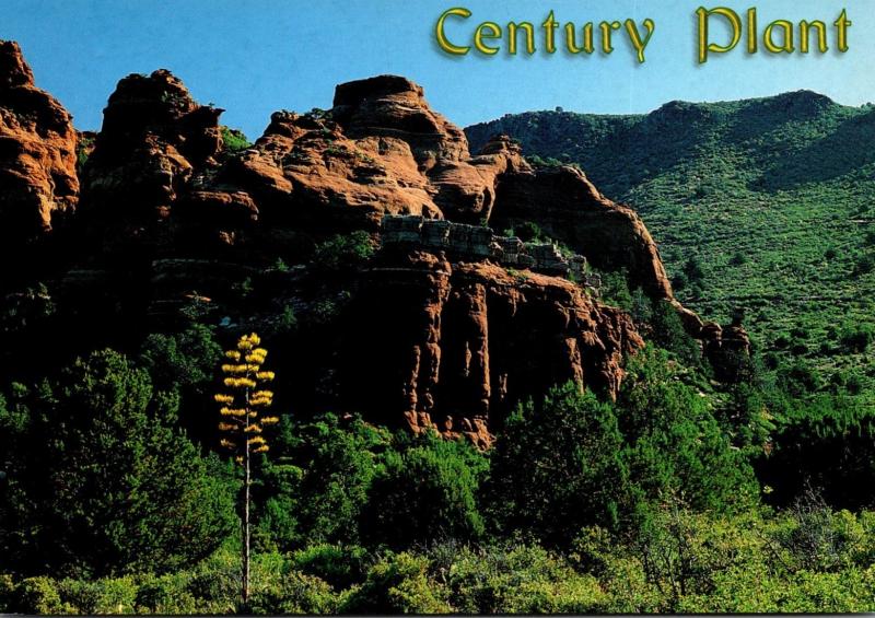 Arizona Century Plant and Red Rocks Of Milton Ridge Near Sedona