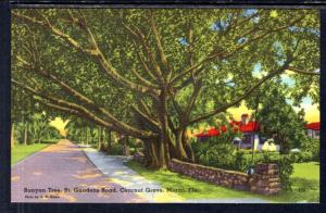 Banyan Tree,St Gaudens Road,Coconut Grove,Miami,FL