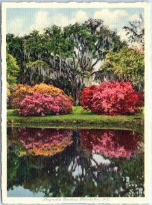 M-49433 Magnolia Gardens Charleston South Carolina