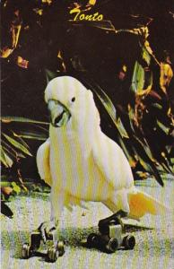 Tonto Parrot Jungle Miami Florida