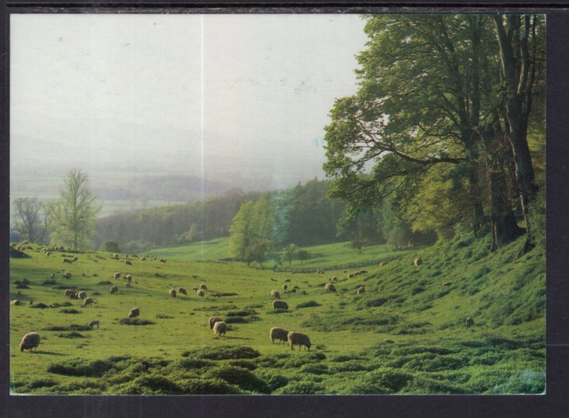 Cotswold Sheep Pastures,England,UK BIN