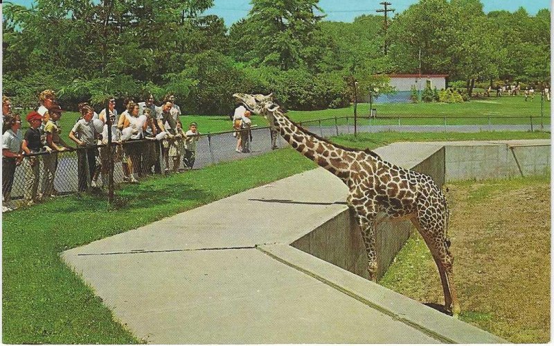 Vtg 1960's Female Giraffe at Cleveland Zoo, Cleveland, Ohio Postcard