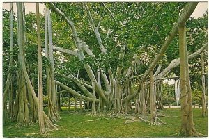 Banyan Tree, Edison Winter Home, Fort Myers, Florida, Vintage Chrome Postcard