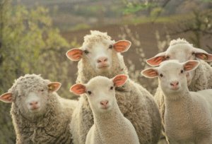 Noahs Arc Ship Type Sheep Crooked Lambs Comic German Postcard