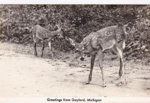 Michigan Greetings From Gaylord Real Photo