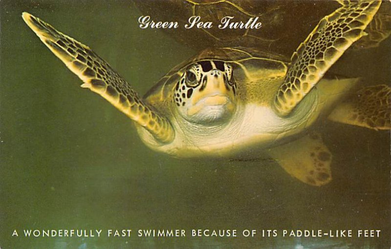 Green Sea Turtle Fish / Sea Mammals Unused 