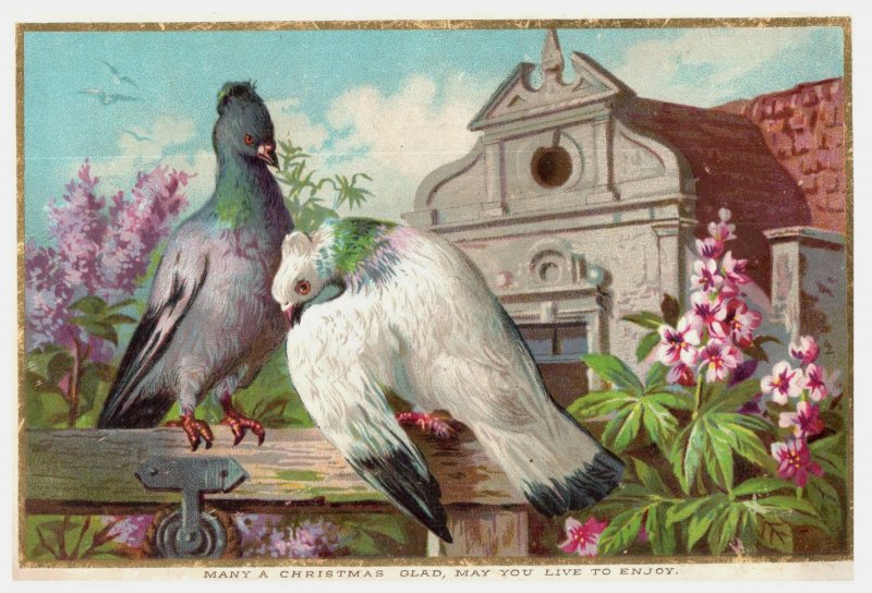 1880s Victorian Christmas Card Beautiful Birds Pigeons #6N