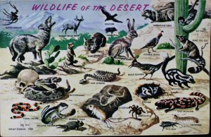 Wildlife of the Desert