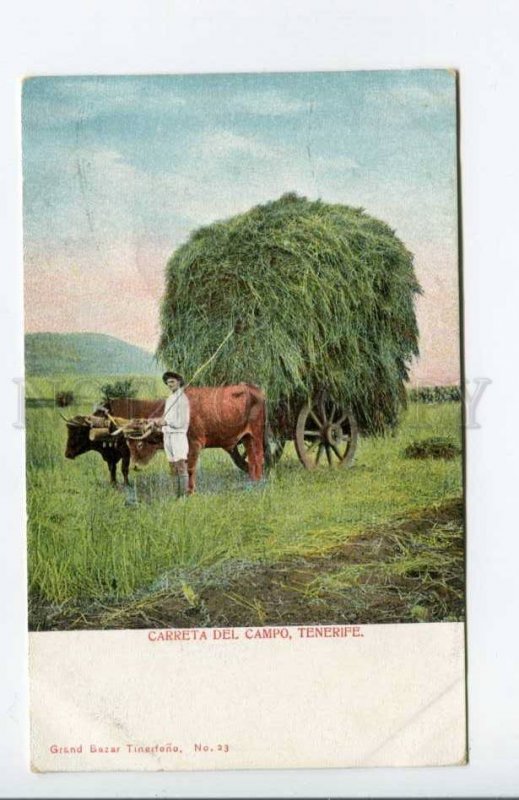 424381 Spain Canary Islands Tenerife Bull carriage Vintage postcard