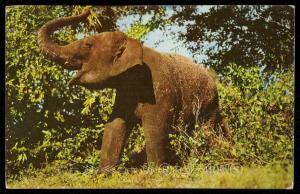 Elephant at Africa U.S.A. - Boca Raton