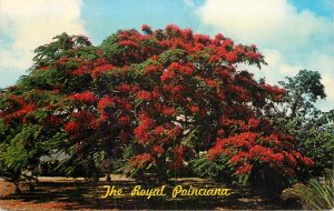 United States The Royal Poinciana Flame tree Washington stamp