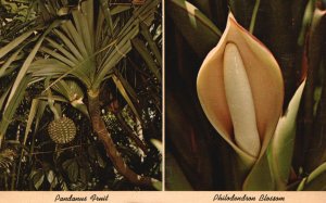 Postcard 1910's Florida Tropical Plants Pandanus Fruit & Philodendron Blossom FL