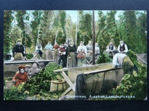 Kent Country Life HOP PICKING A Set of London Pickers c1905 Postcard by M.& L.